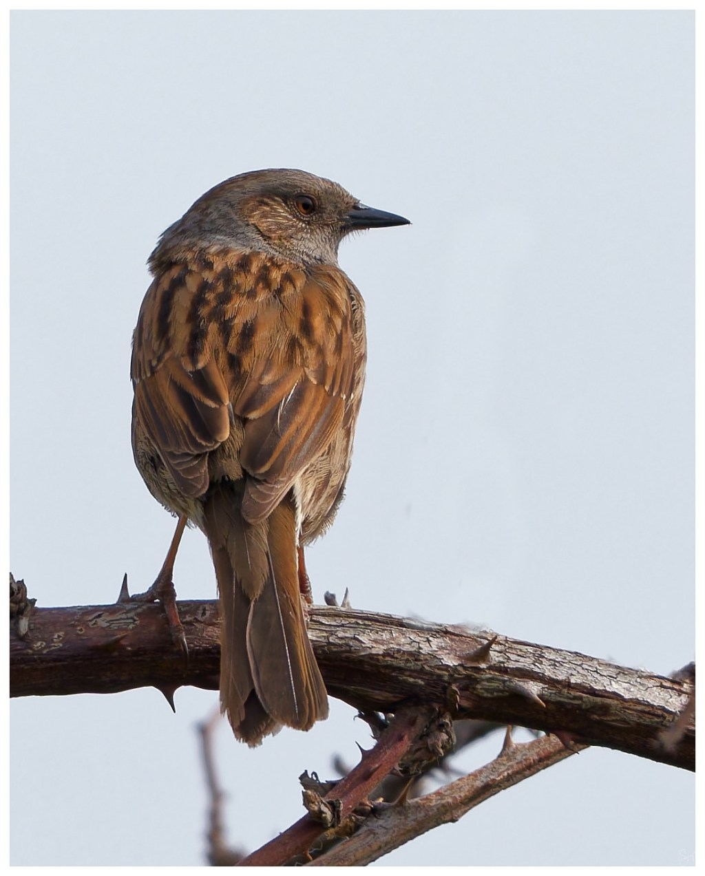 A Dunnock