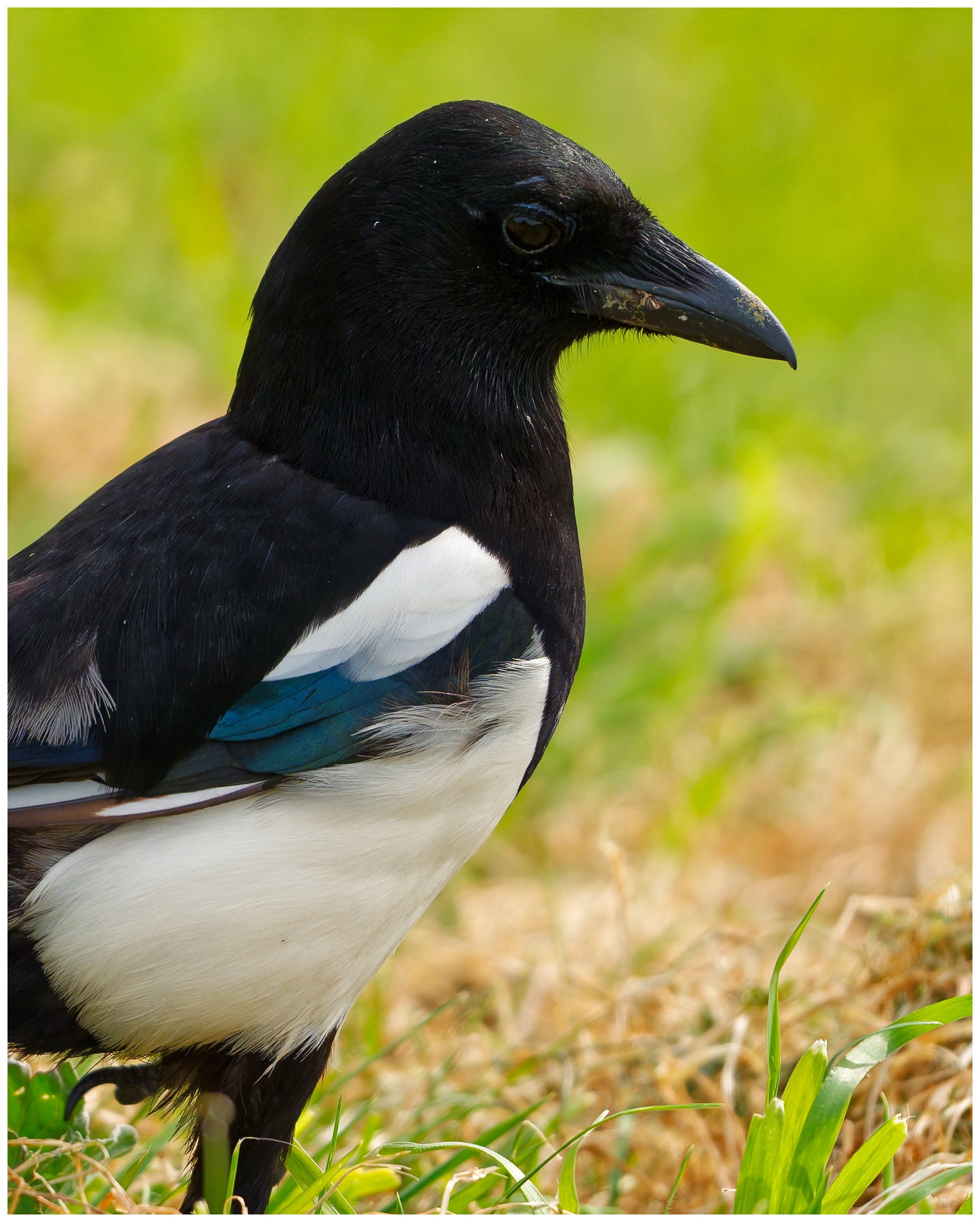 Magpie - DSC05362xd3