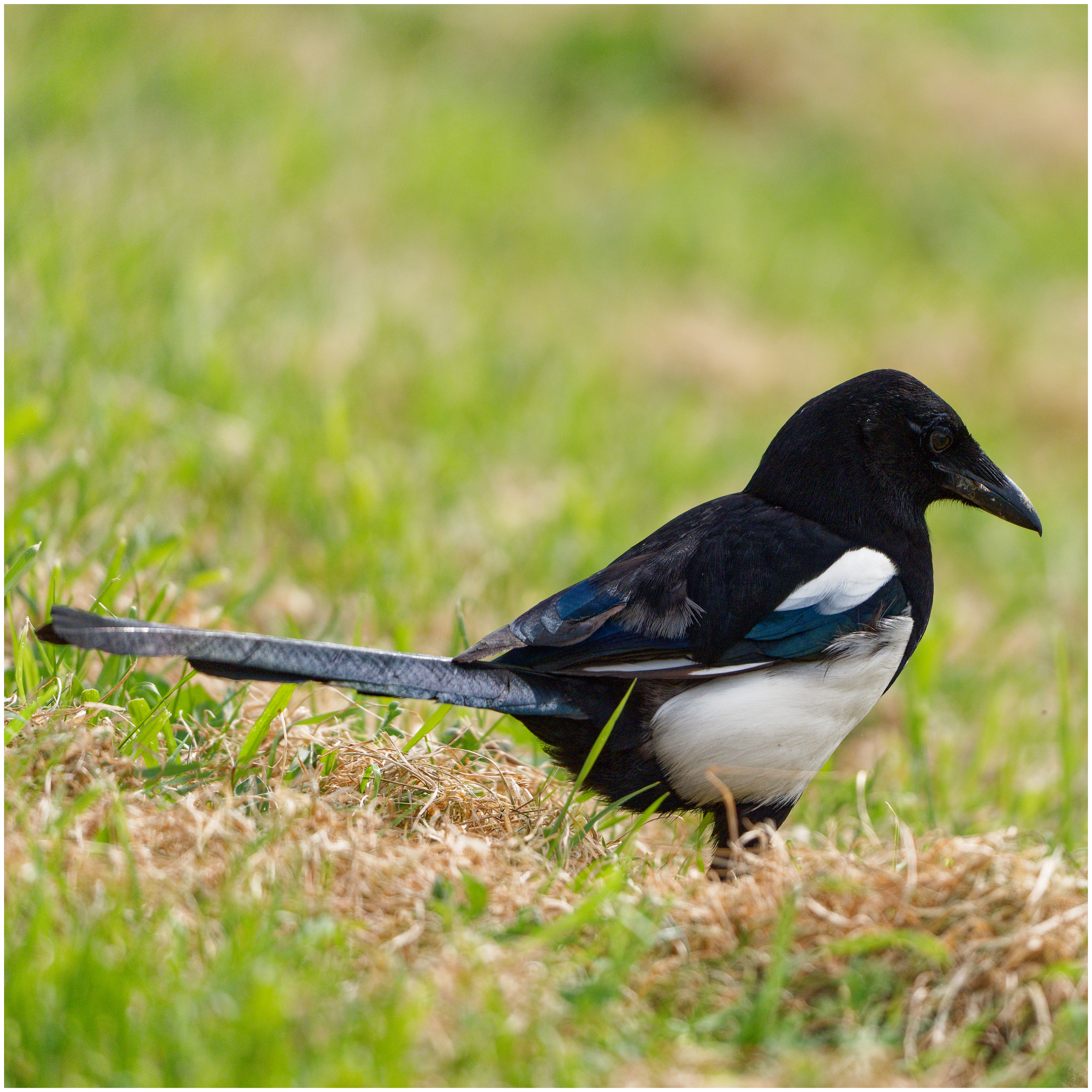 Magpie - DSC05374xd3