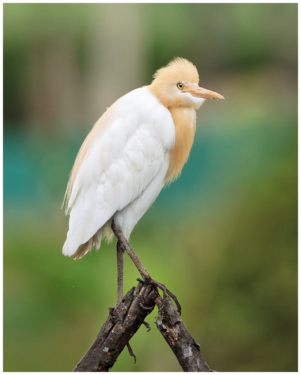 A cattle egret