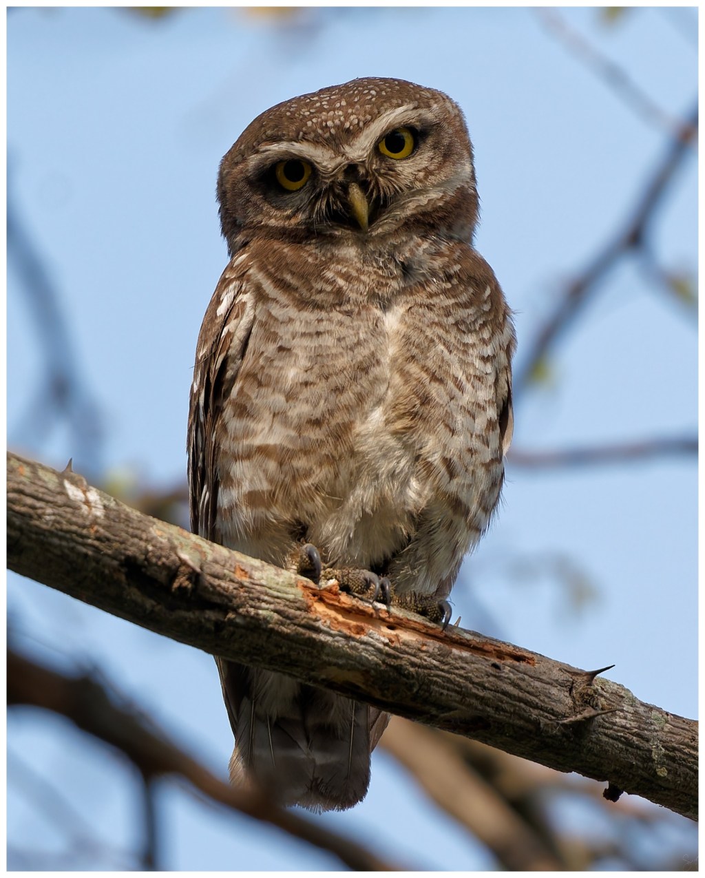 A spotted owlet