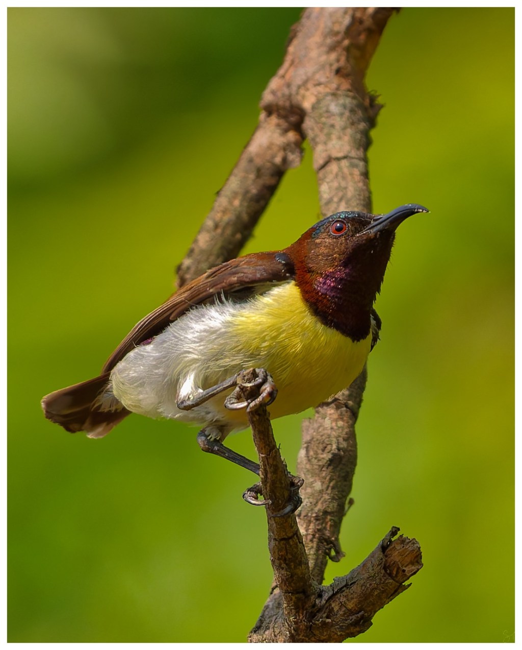 Purple-rumped Sunbird (Leptocoma&nbsp;zeylonica)