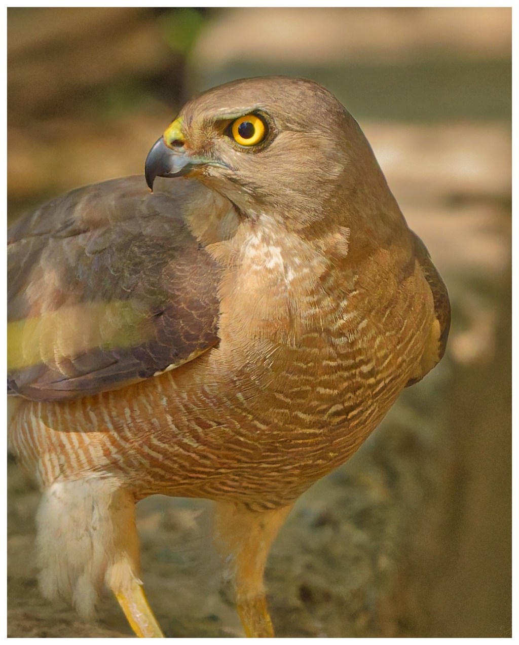A Shikra