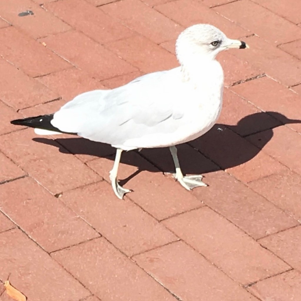 Ring billed Gull