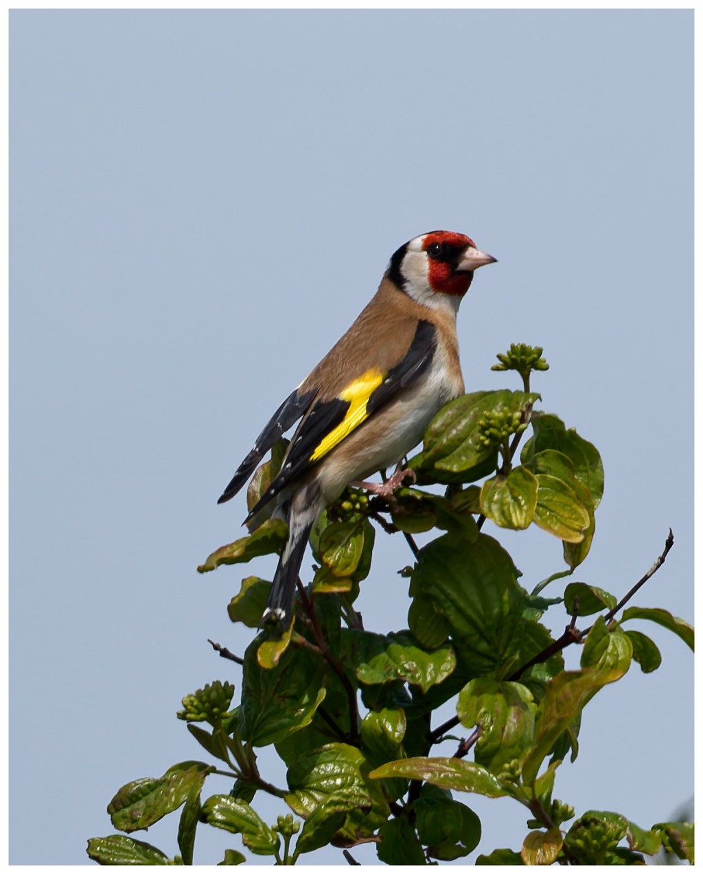 European Goldfinch