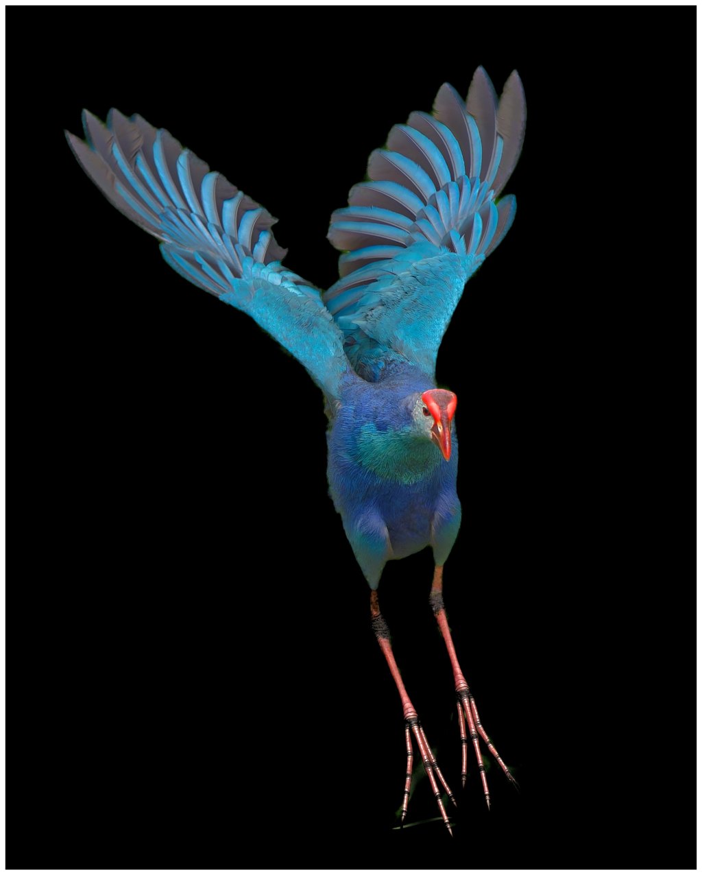The same swamphen, with&nbsp;edits