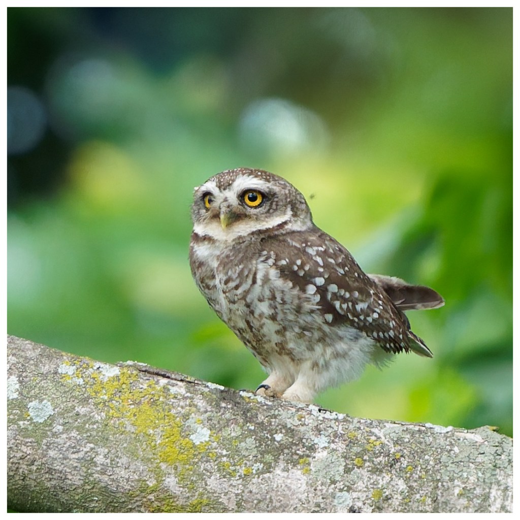 Another Spotted owlet.