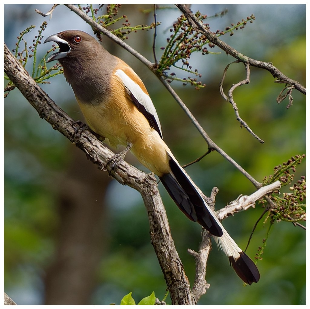 The rufous treepie
