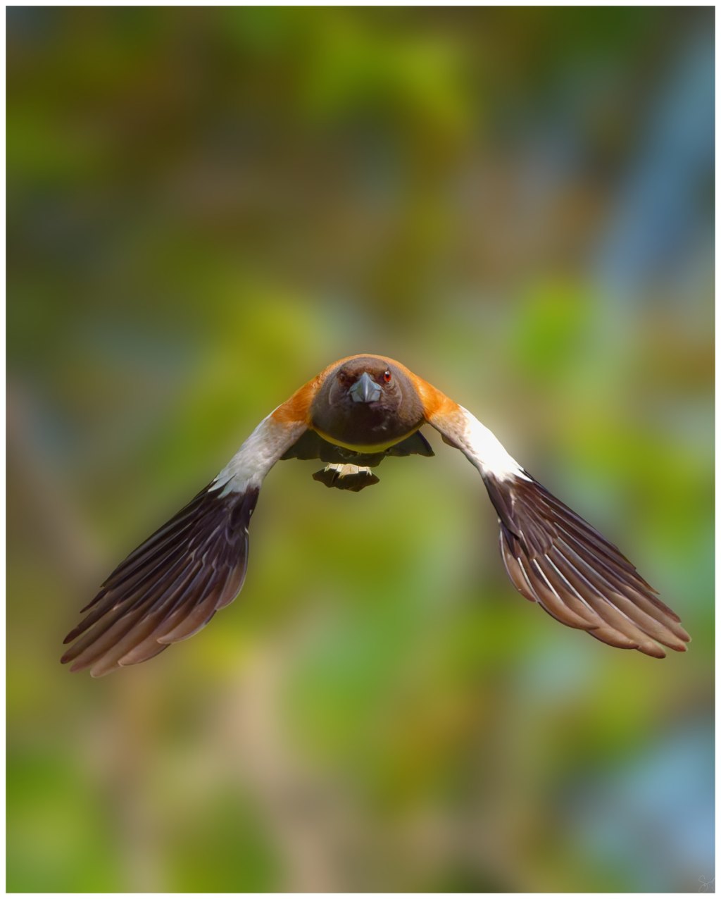 Rofous treepie with some&nbsp;edits