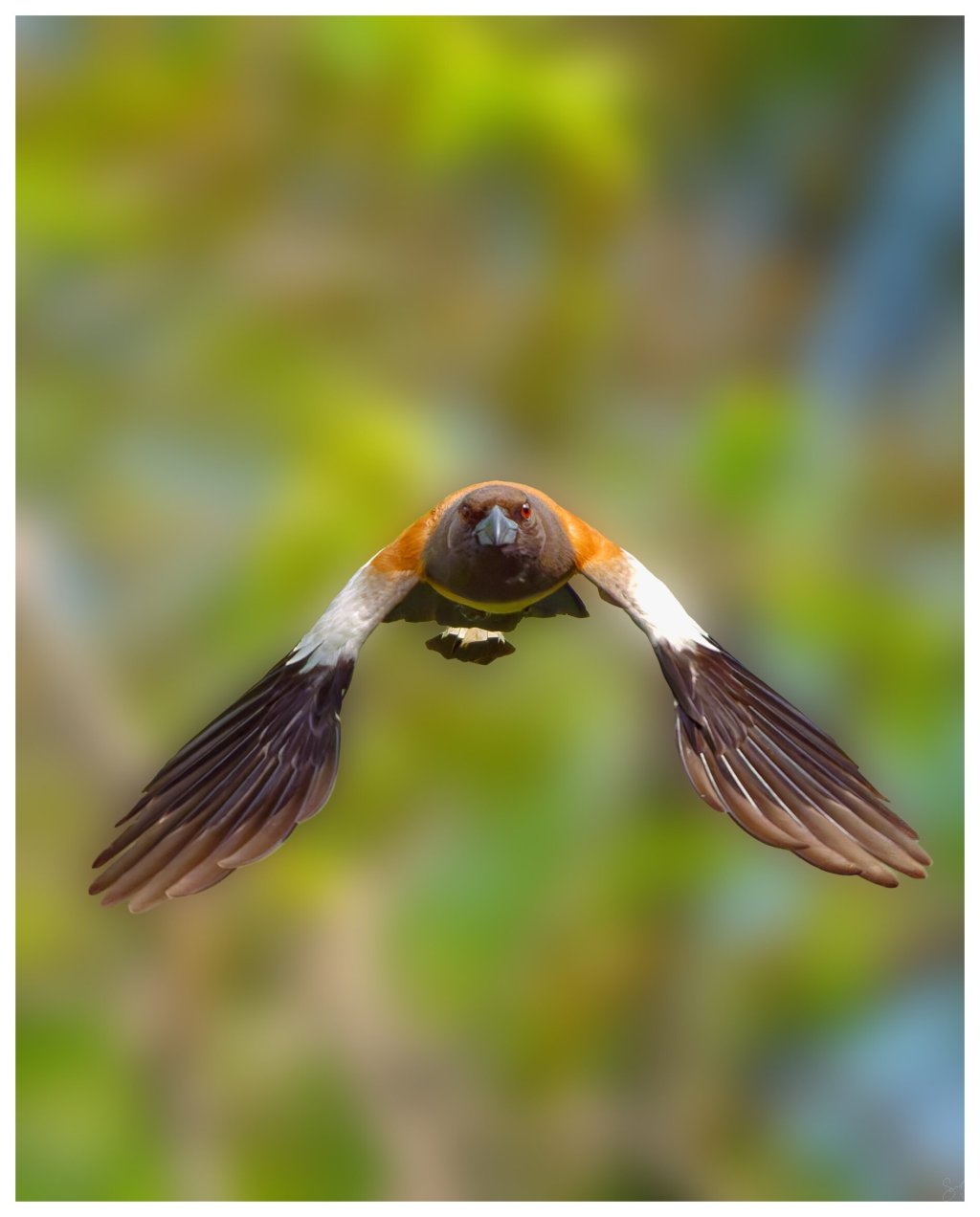 Rufous treepie, some&nbsp;edits