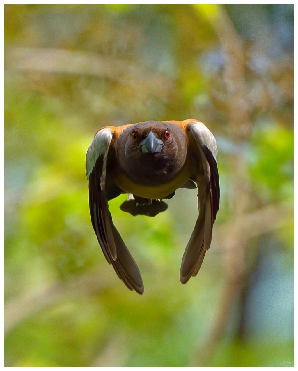 Rufous treepie in&nbsp;filght.