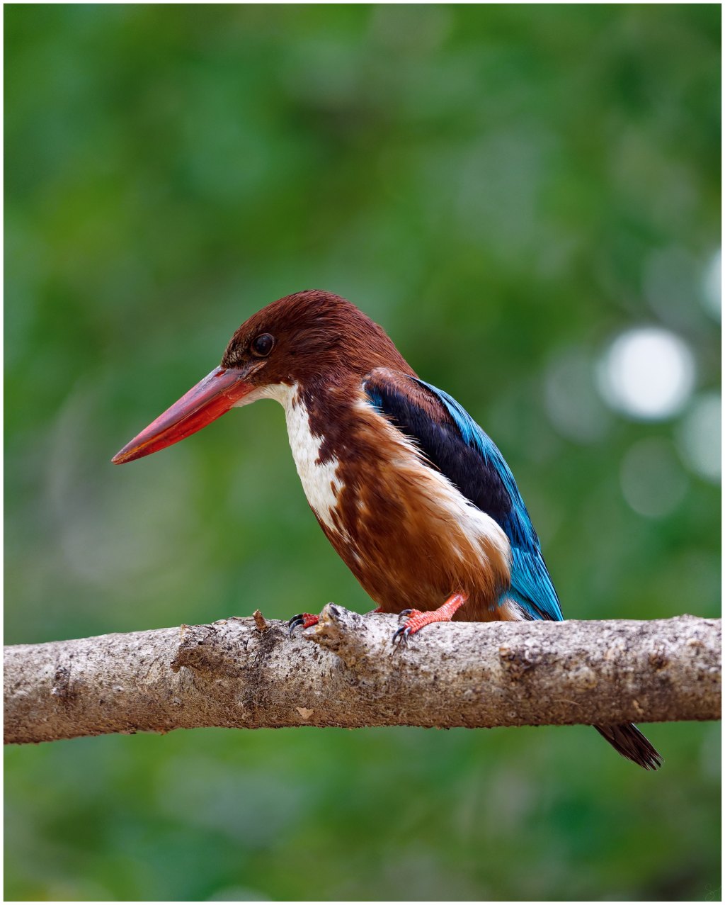 A white-throated Kingfisher
