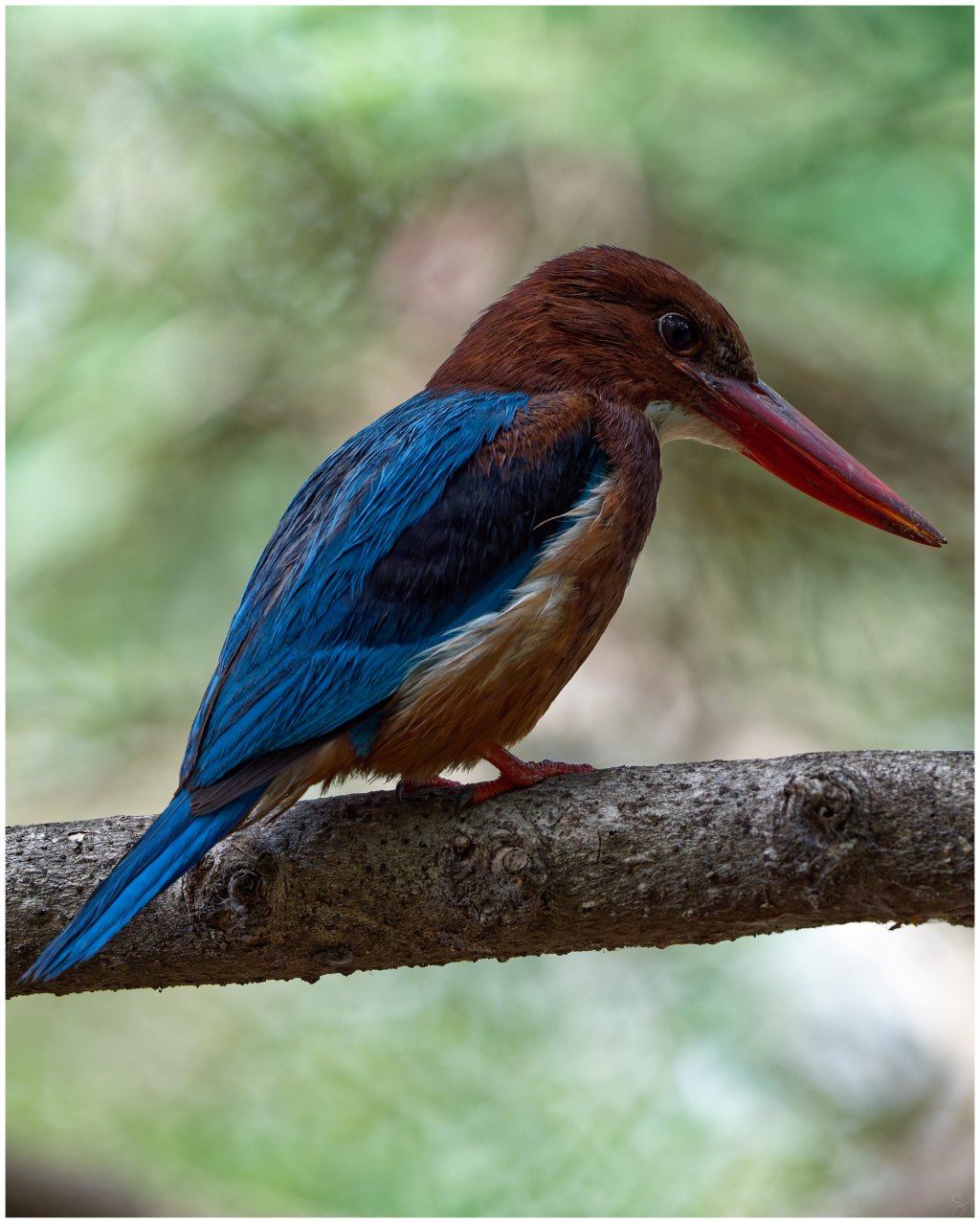 A White-throated Kingfisher