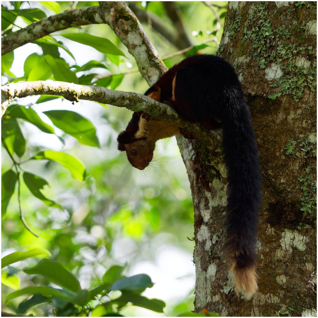 Indian Giant Squirrel