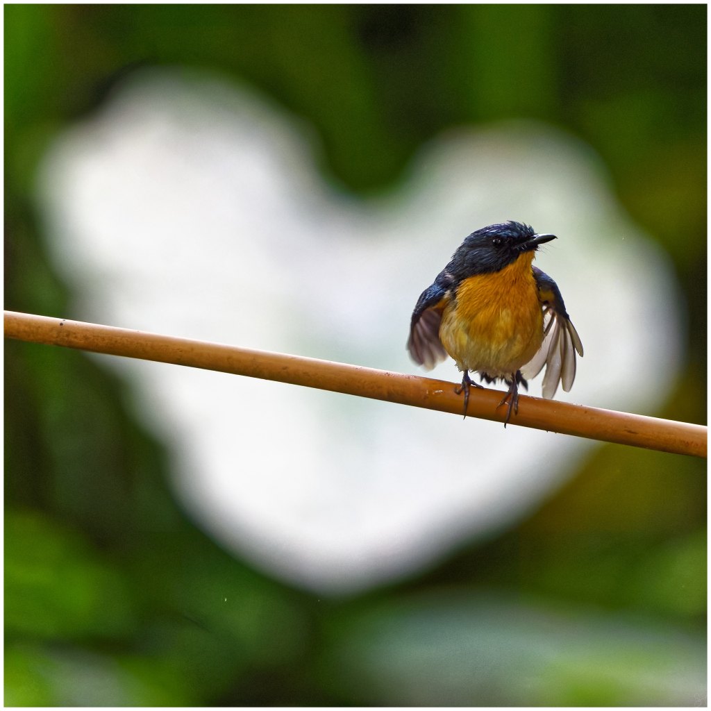 Tickell’s Blue Flycatcher