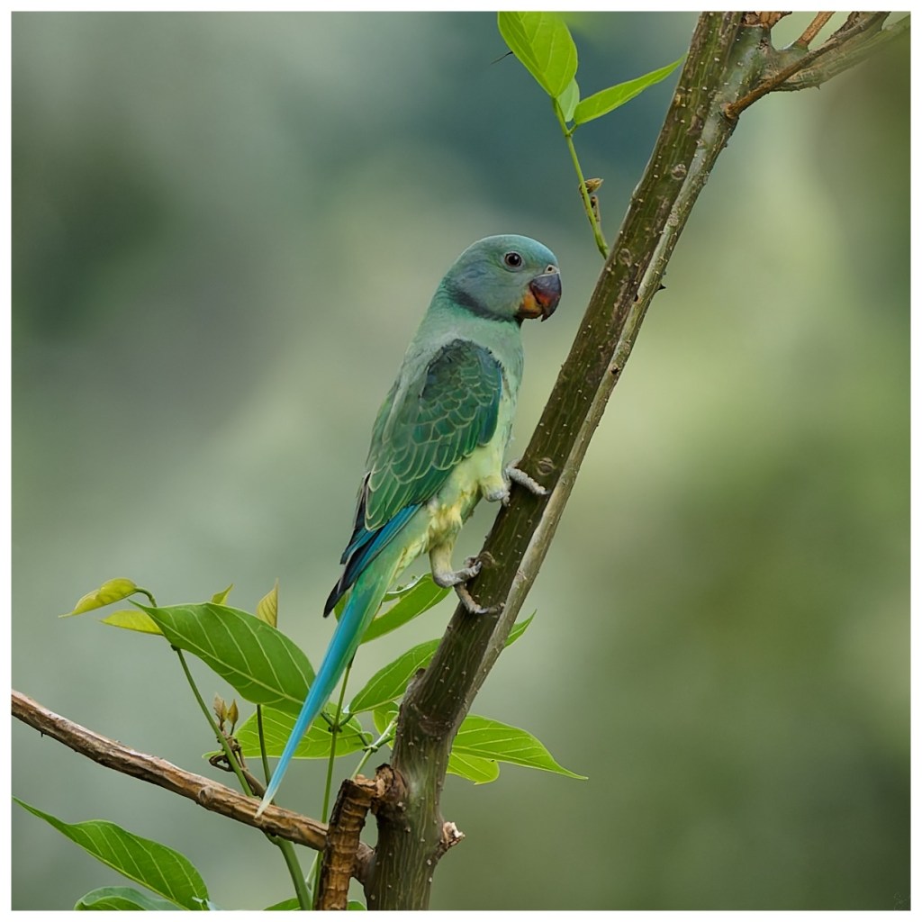 A bluewinged parakeet