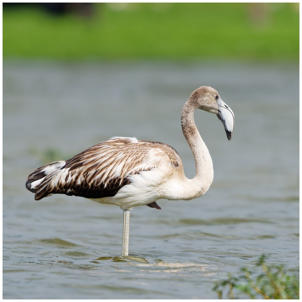 Greater flamingo -Juvenile
