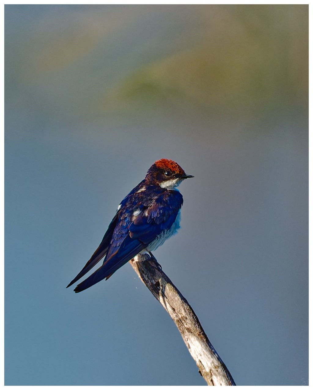 Another wire tailed swallow&nbsp;posing