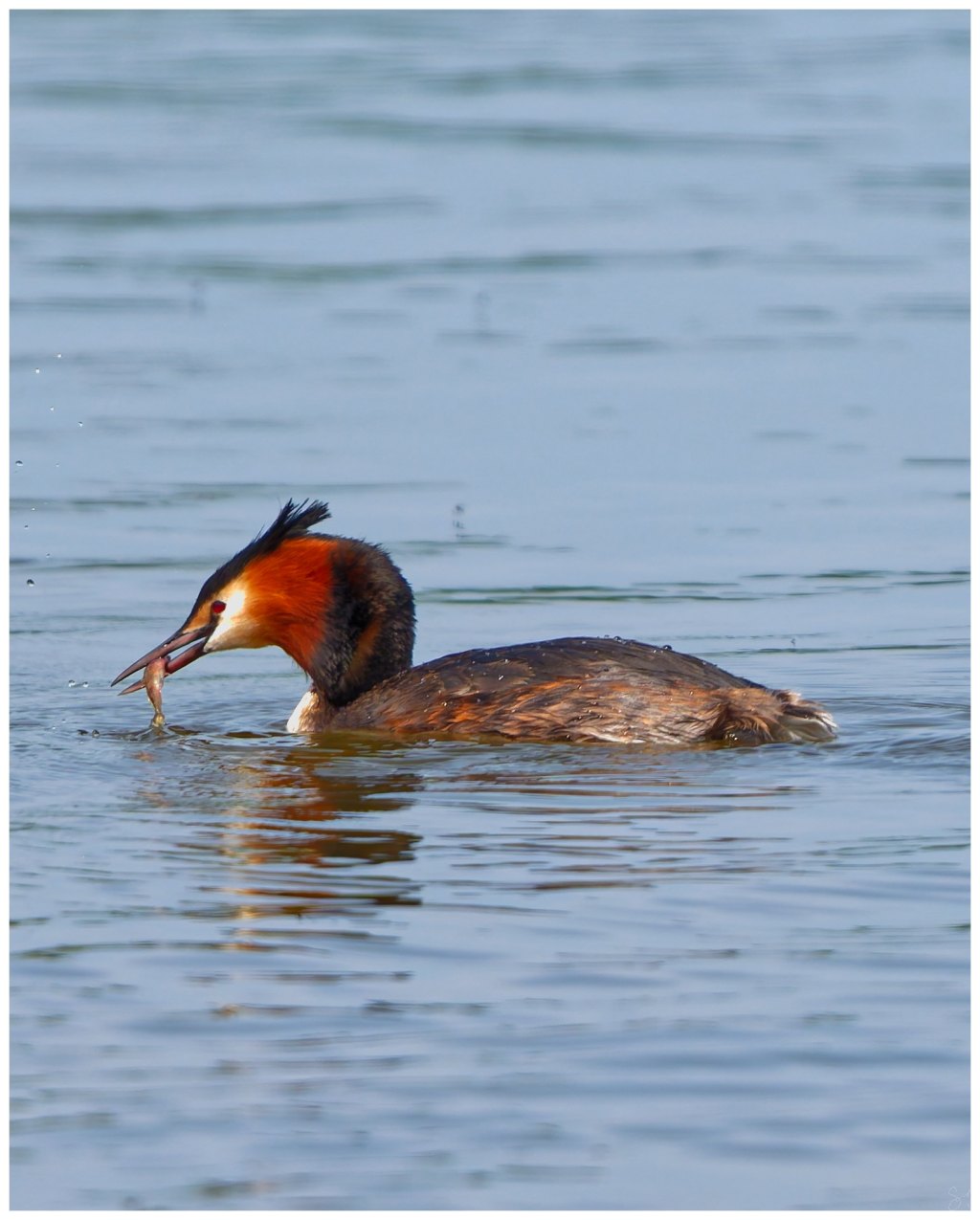 Crested Grebe with a&nbsp;catch