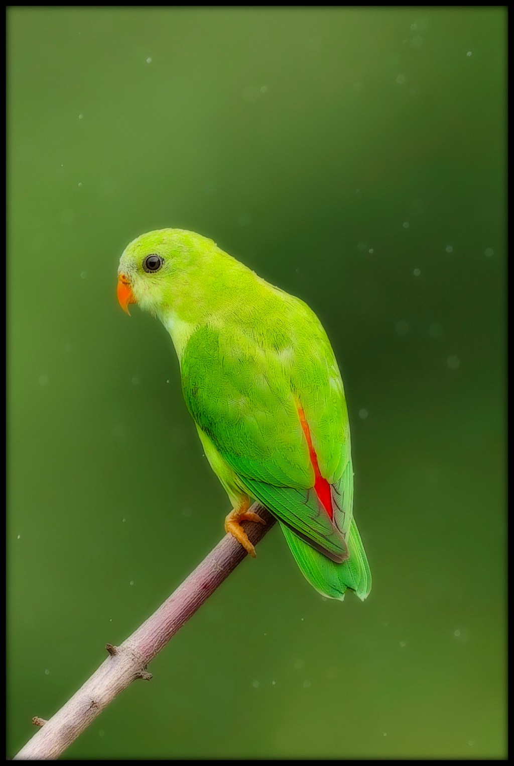 A portrait of Vernal Hanging&nbsp;Parrot