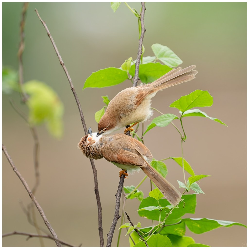 Playing around- Yellow eyed&nbsp;babblers