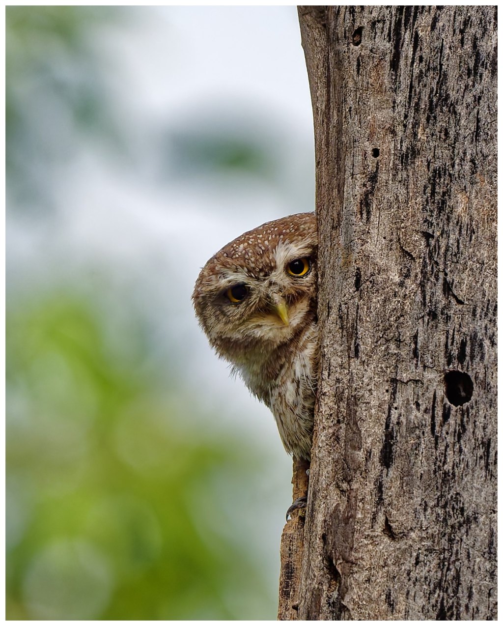 Hey you, what are you looking&nbsp;at!!!