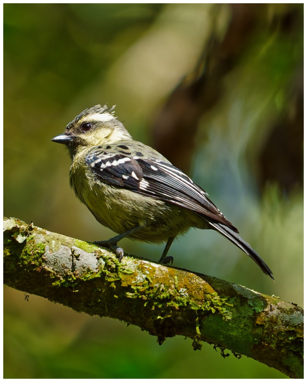 Another of the indian lored&nbsp;tit