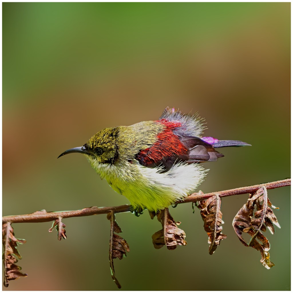 Crimson-backed Sunbird