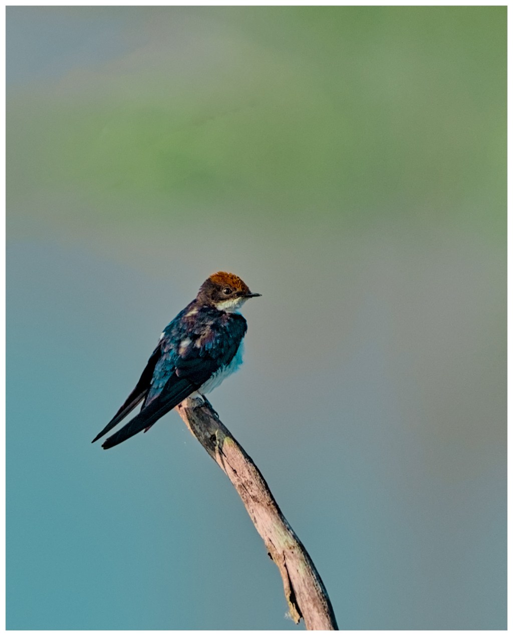 Wire tailed swallow  with some&nbsp;edits