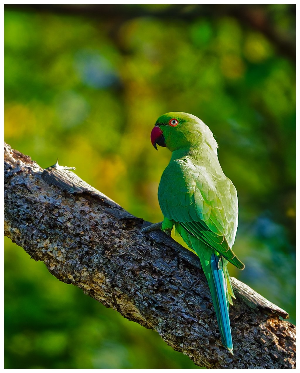 A rose ringed&nbsp;parakeet