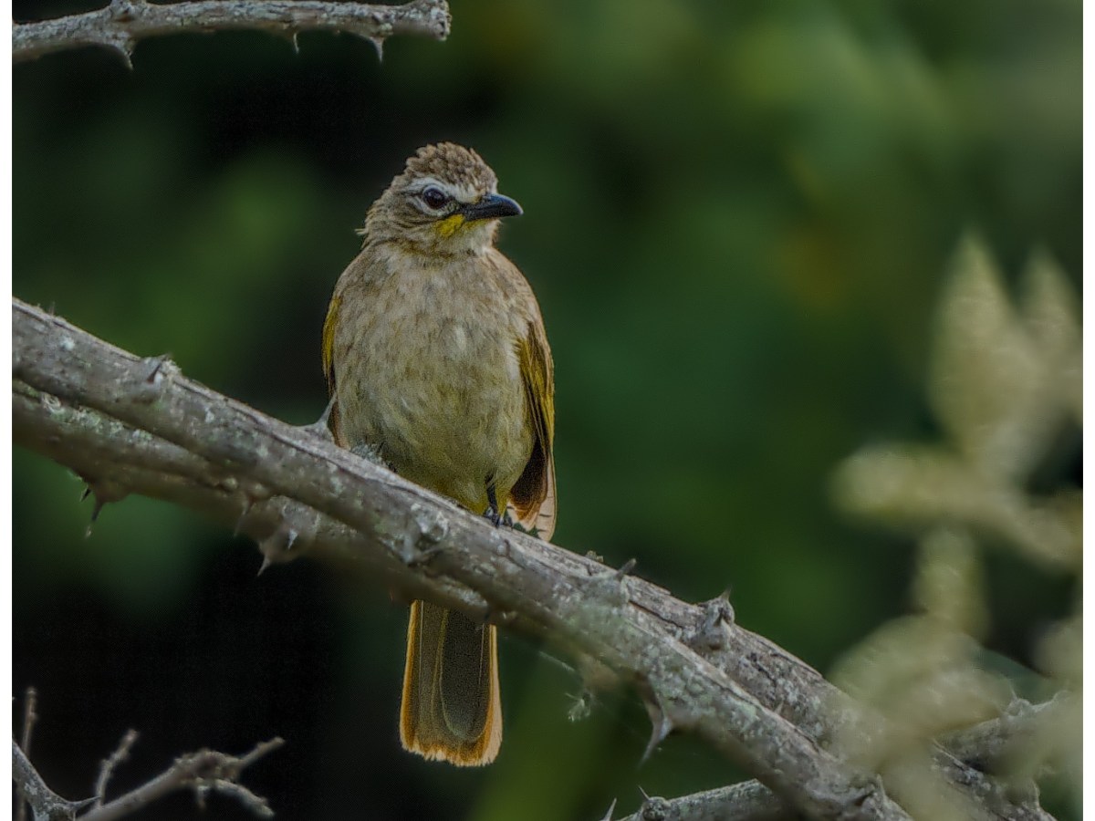 A white browed&nbsp;bulbul