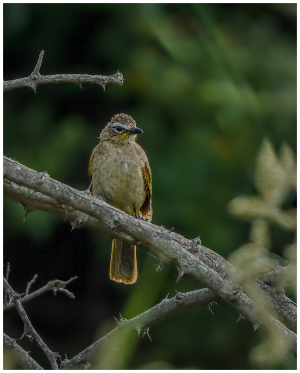 A yellow browed&nbsp;bulbul