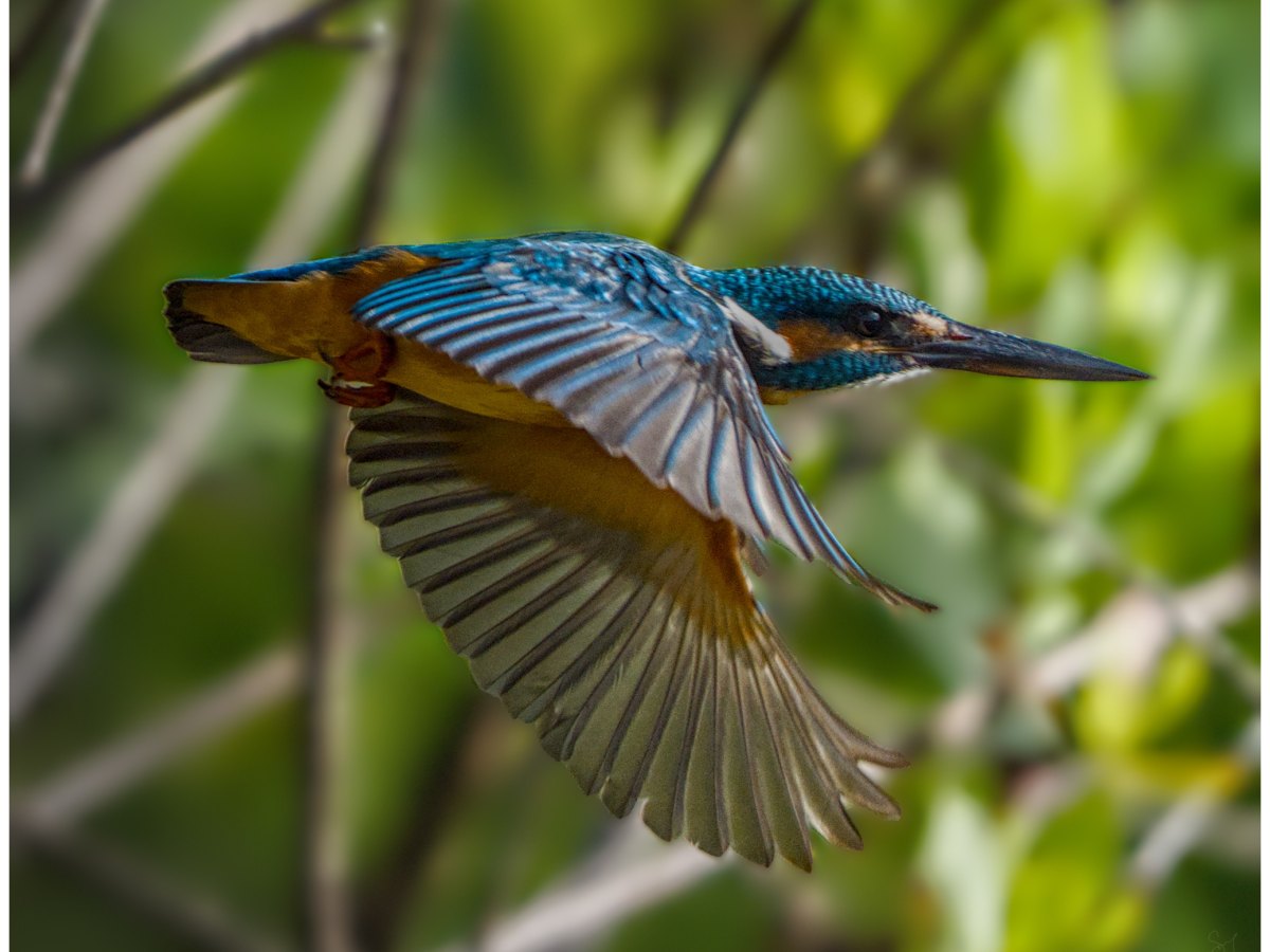 Darting through