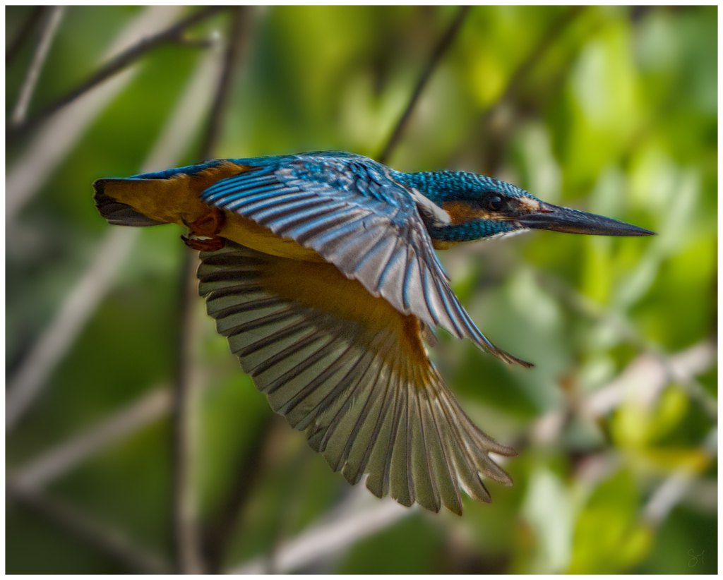 Darting through