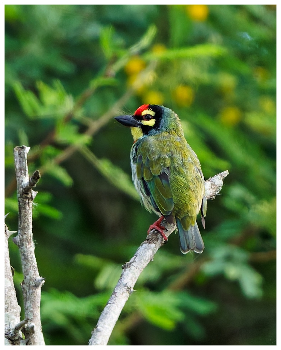 A coppersmith barbet
