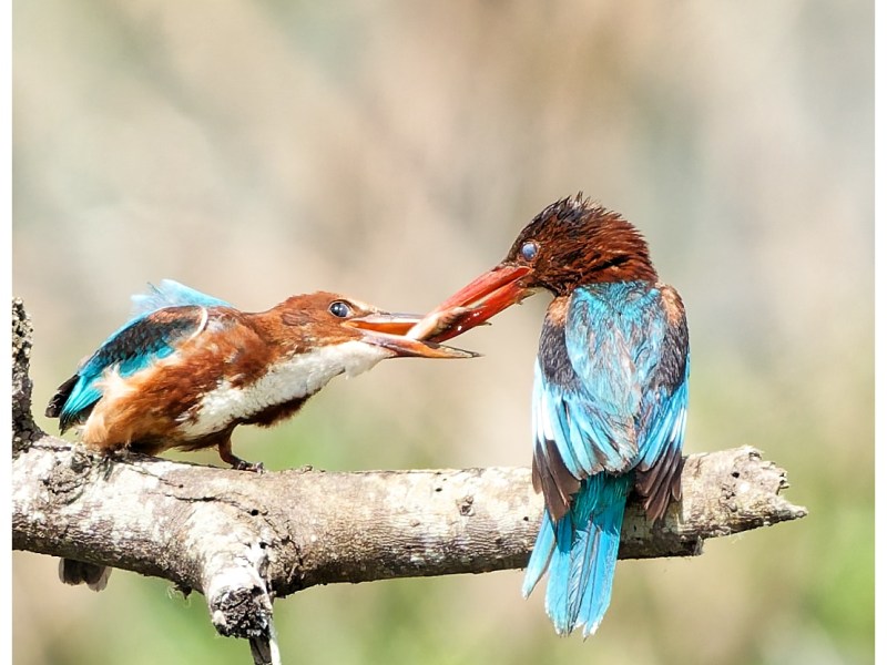 Sharing is caring.