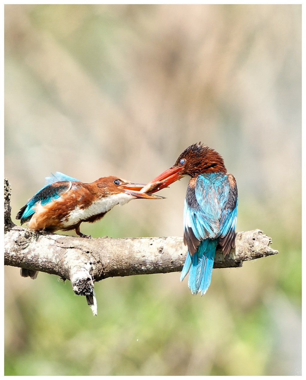 Sharing is caring.