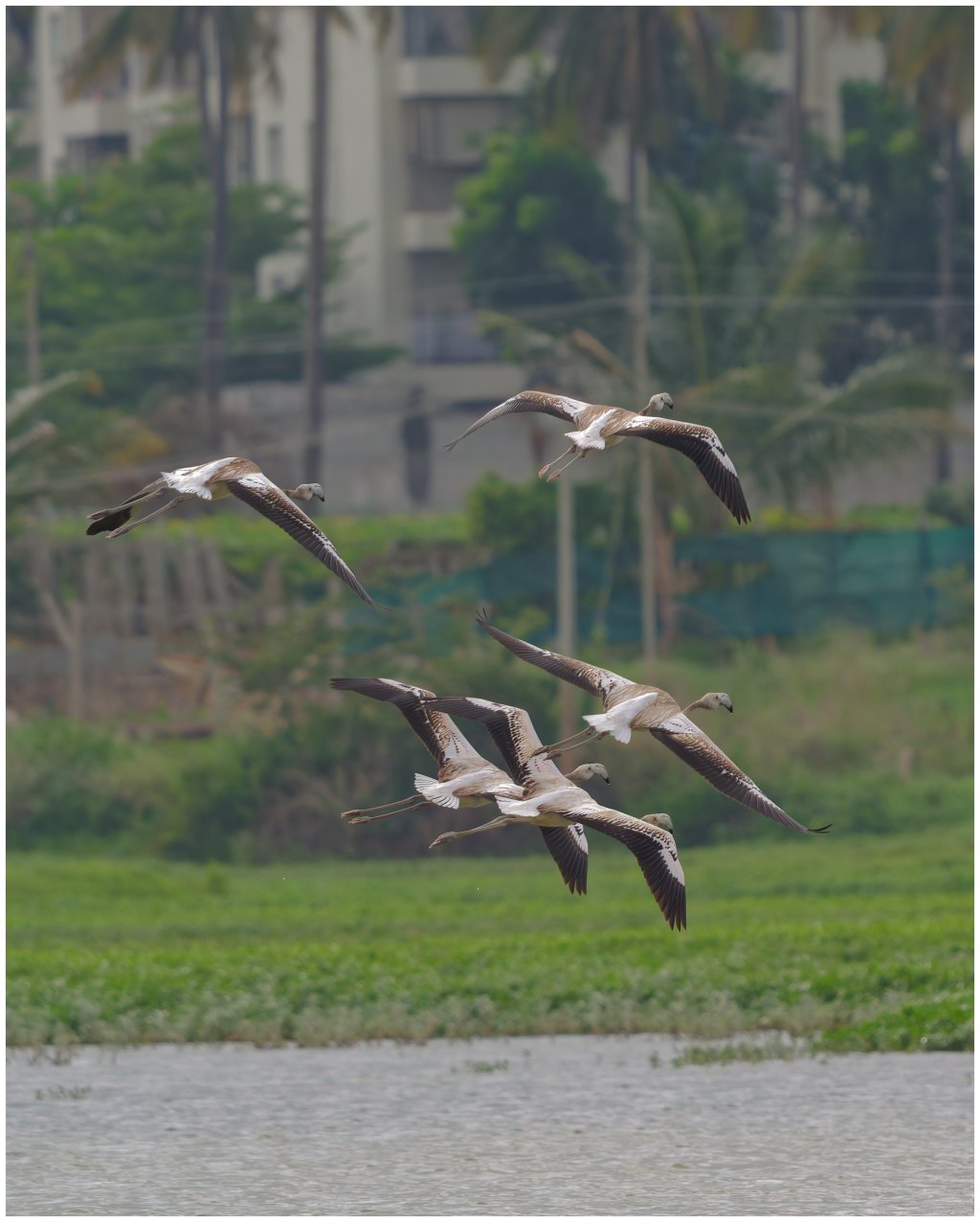 Five in flight