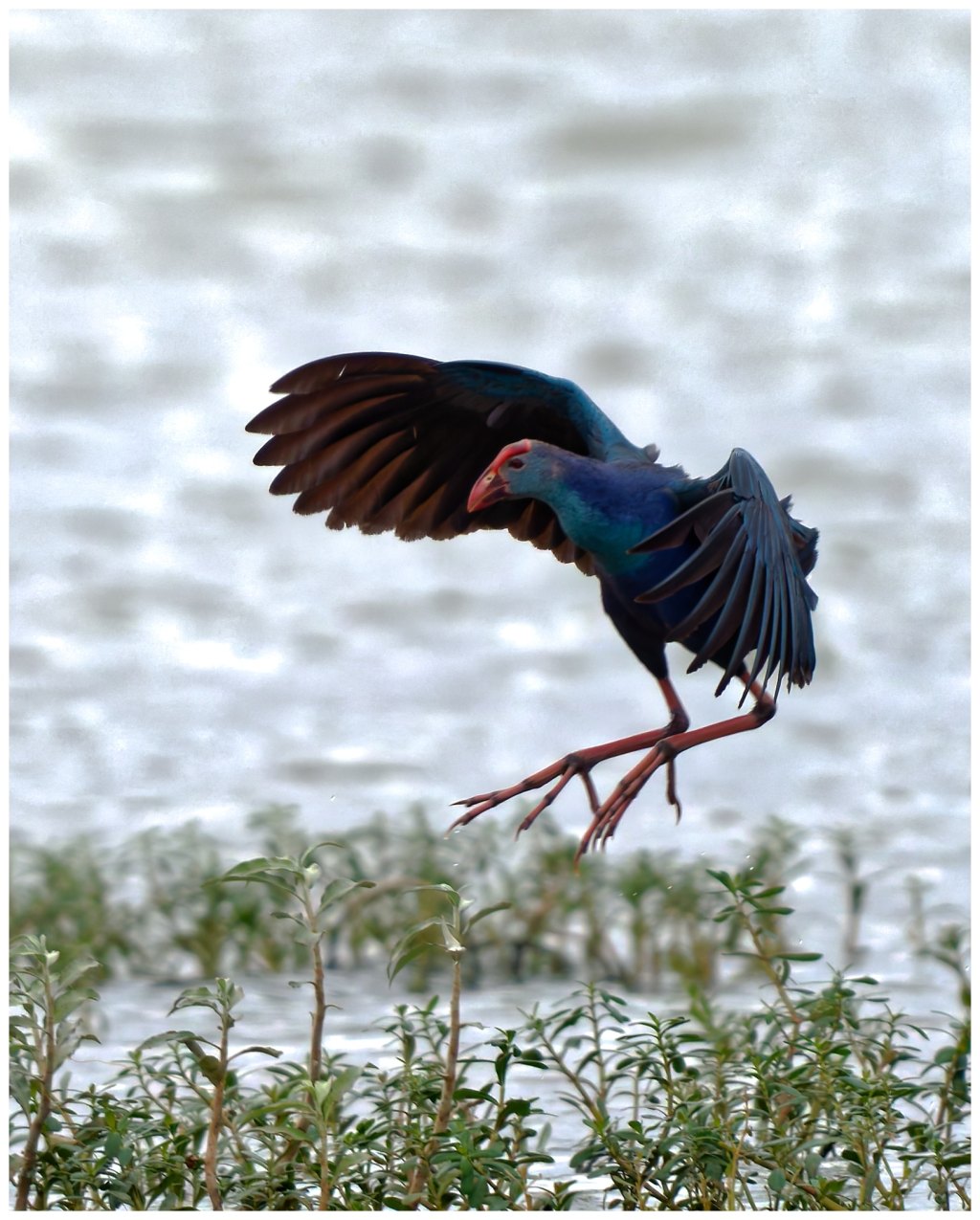 Swamphen incoming