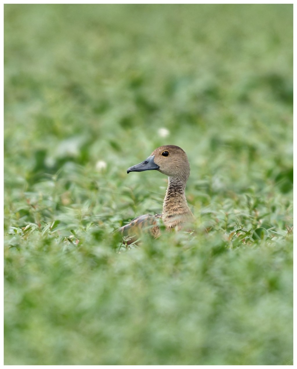 Lesser Whistling duck
