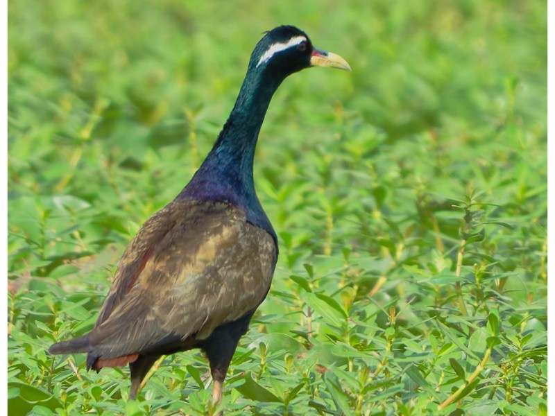 Another Bronze winged&nbsp;Jacana