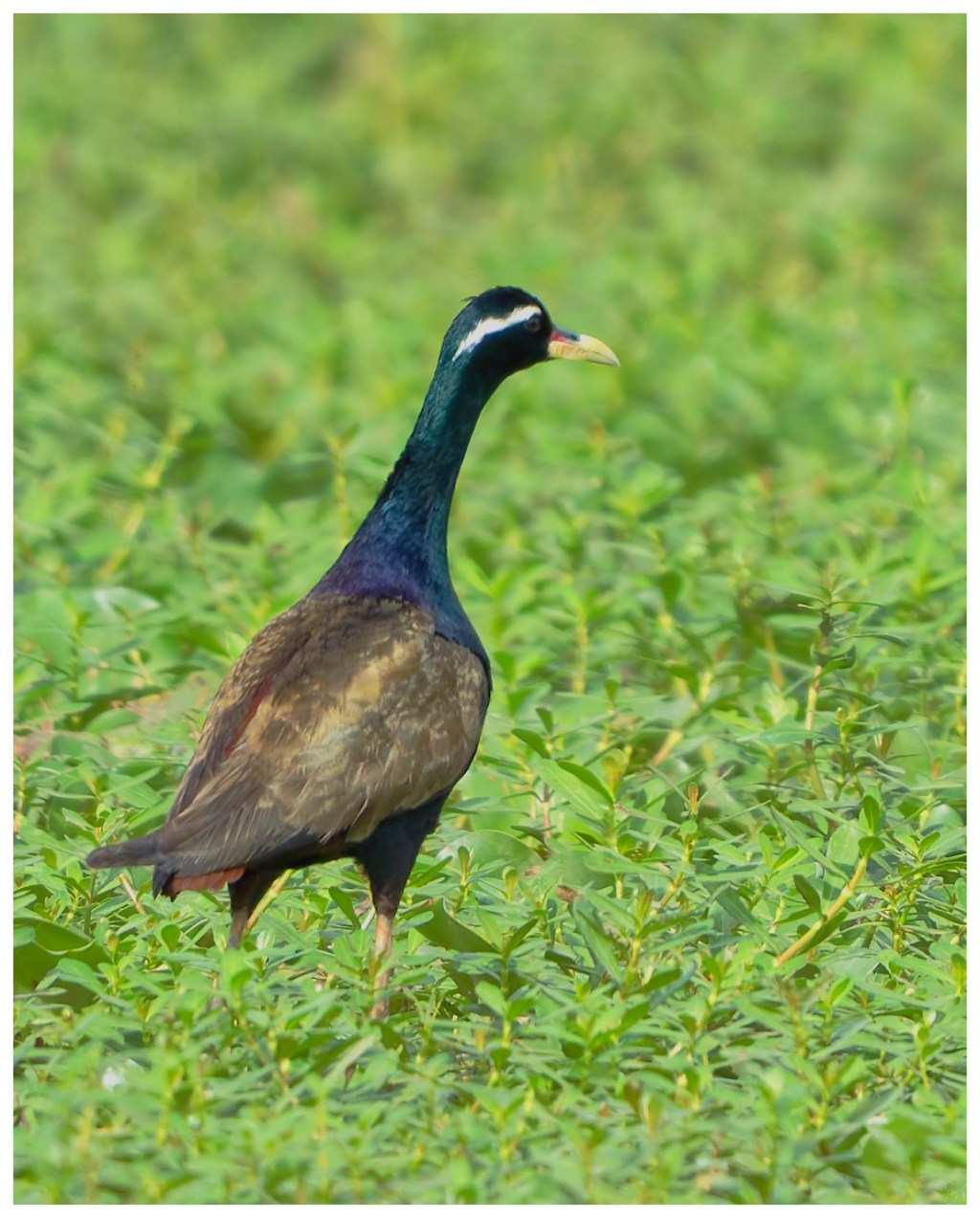 Another Bronze winged&nbsp;Jacana
