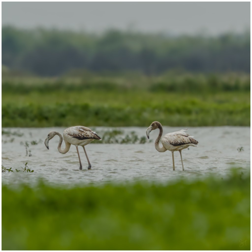 Flamingoes on a cloudy&nbsp;day