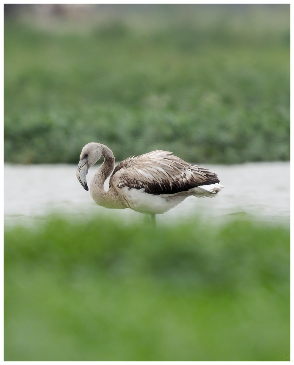 A greater flamingo –&nbsp;resting