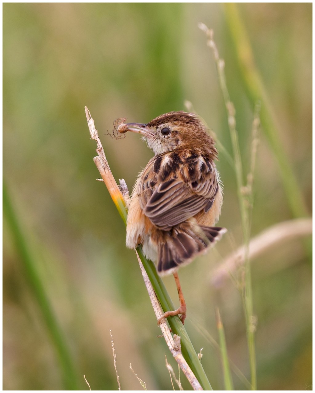 Zitting Cisticola with a&nbsp;catch