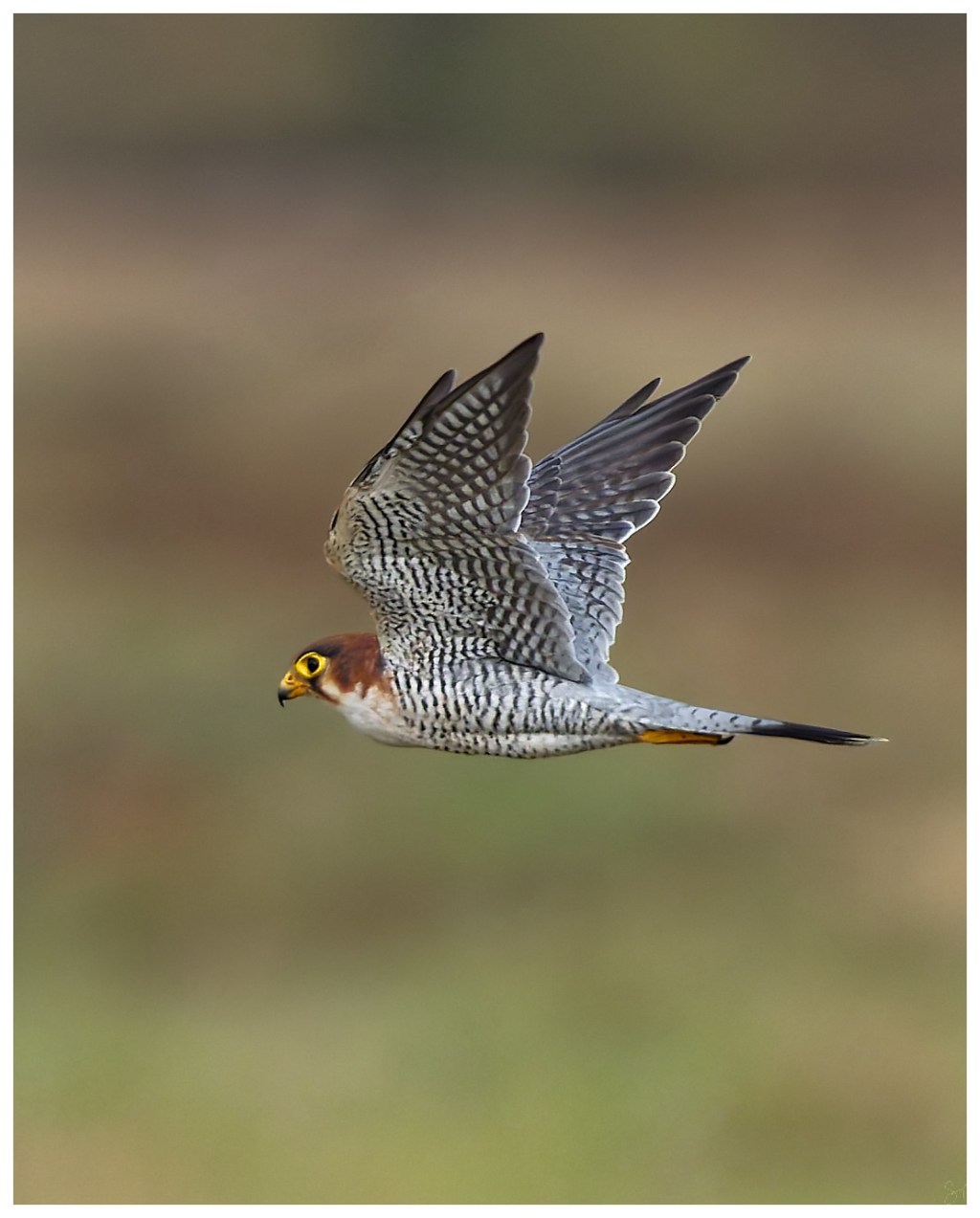 Red necked falcon in&nbsp;flight