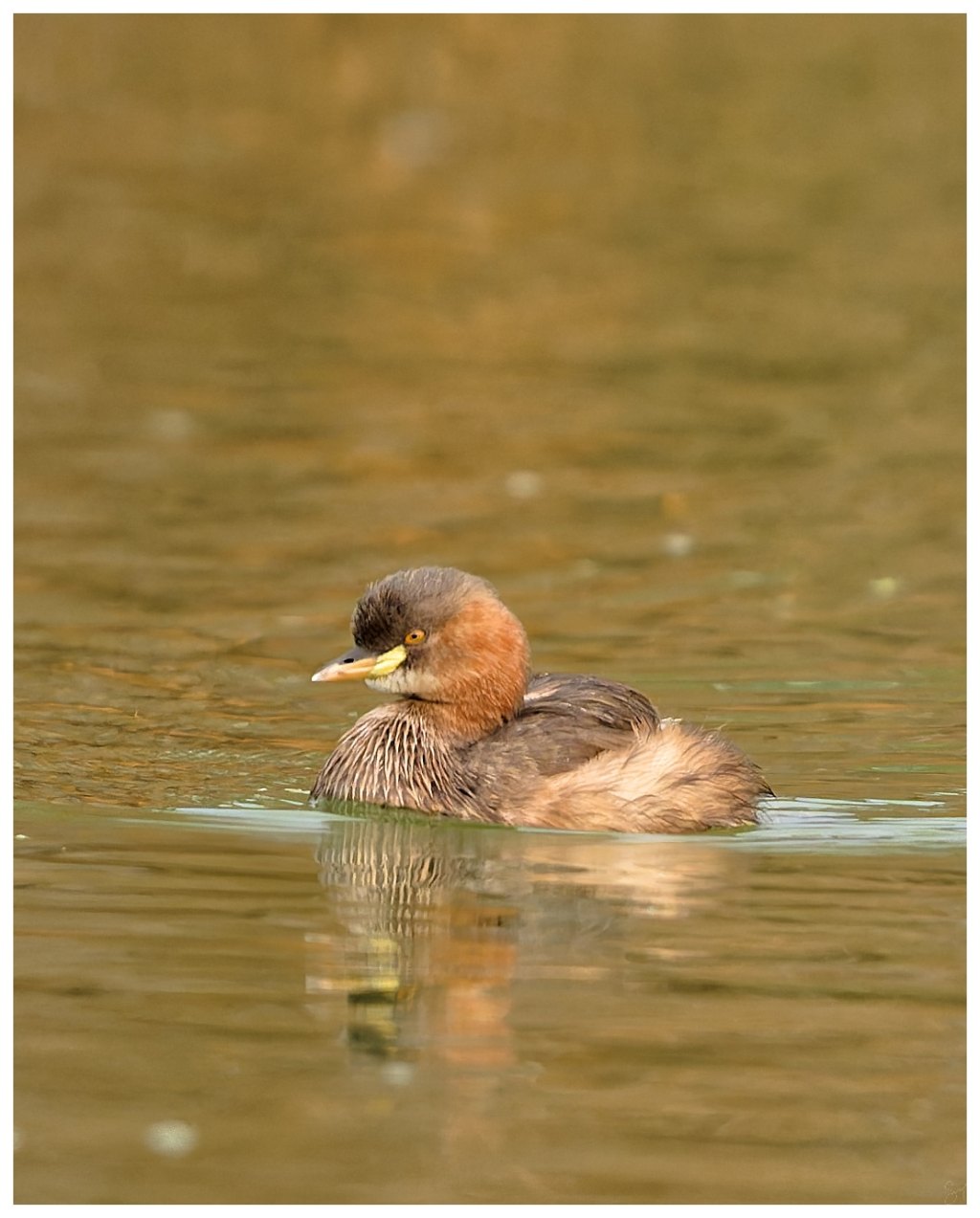 A little grebe