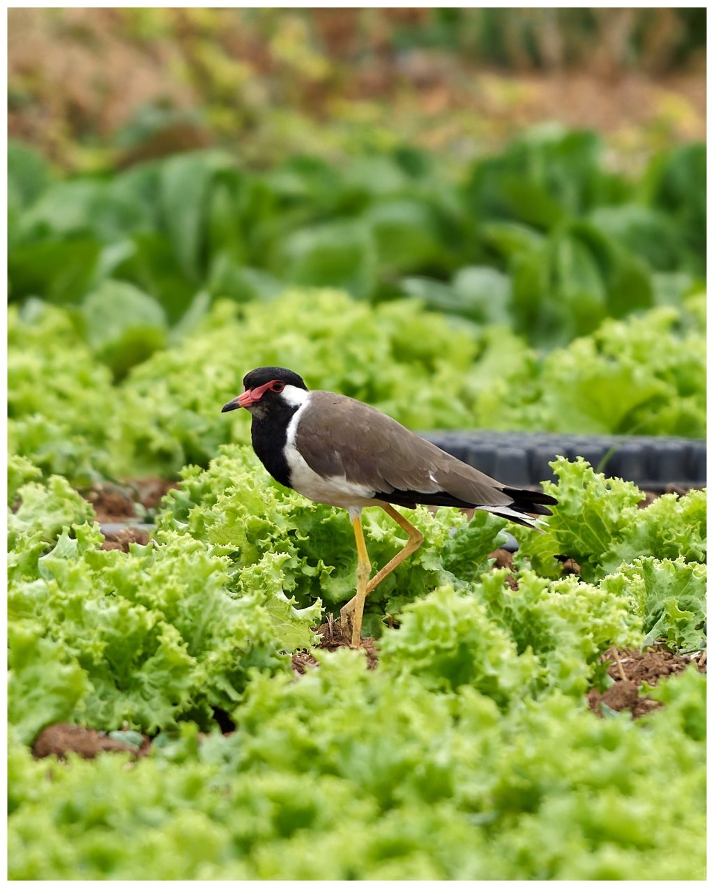A lapwing is always&nbsp;around