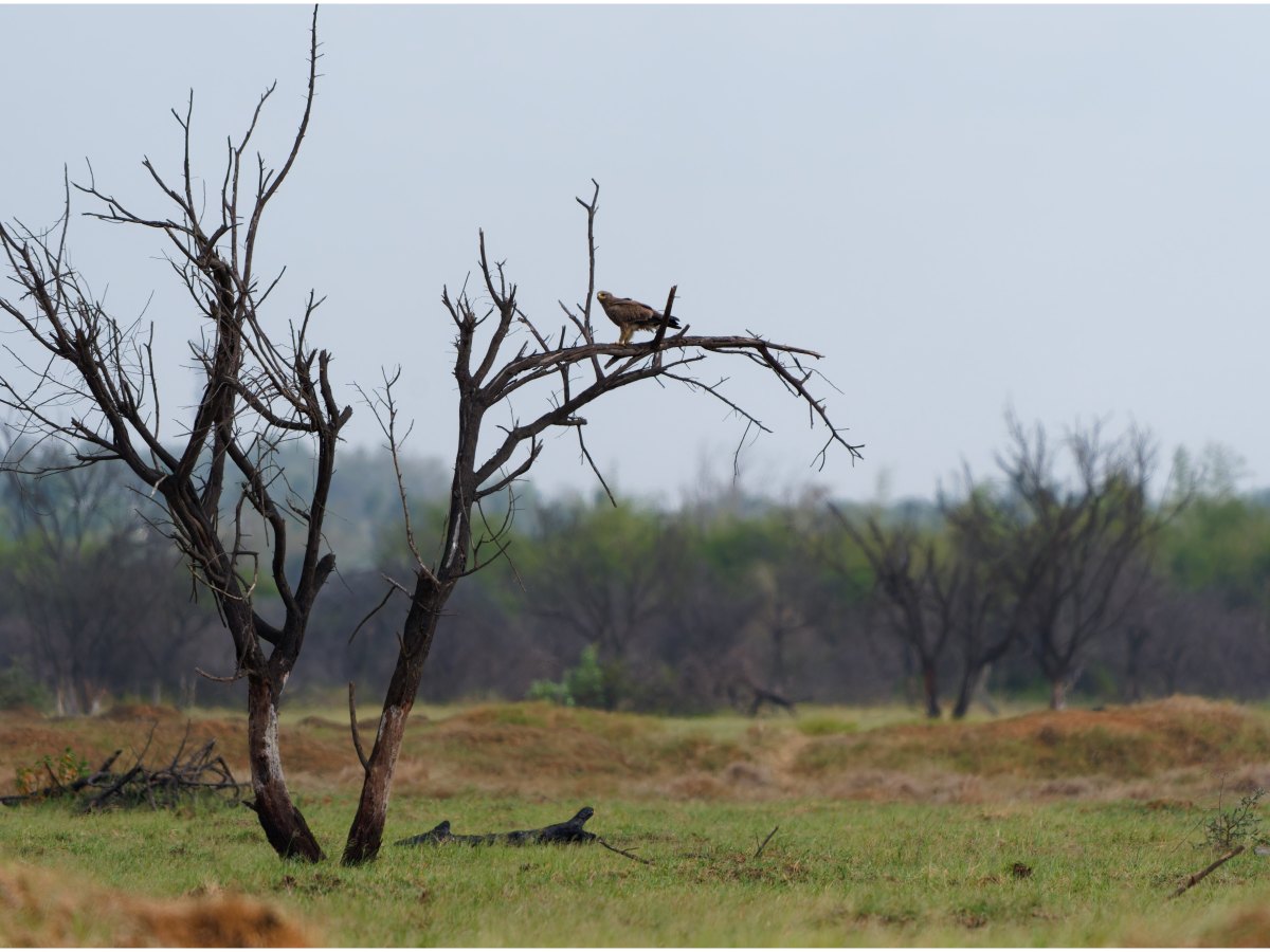 A lone tawny&nbsp;eagle