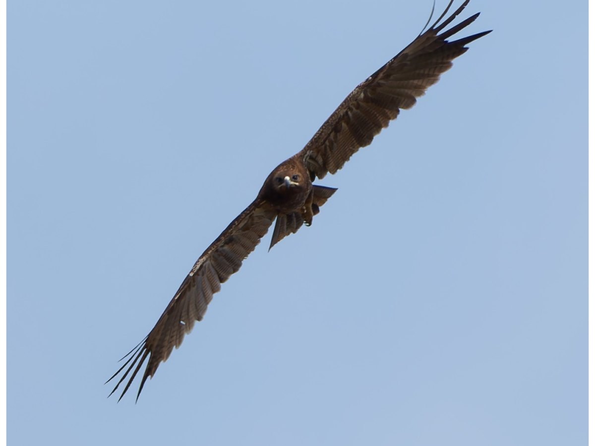 Soaring Skies: The Indian spotted&nbsp;Eagle